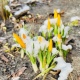 19 марта в Курской области ожидают до пяти градусов мороза