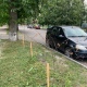 В Курске заменят высаженные на улицах Радищева и Димитрова липы