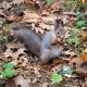 В Курске на видео сняли играющих в догонялки белок