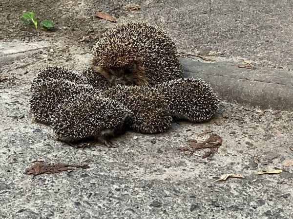 В Курской области жителей предупредили о прикидывающихся мертвыми ежах