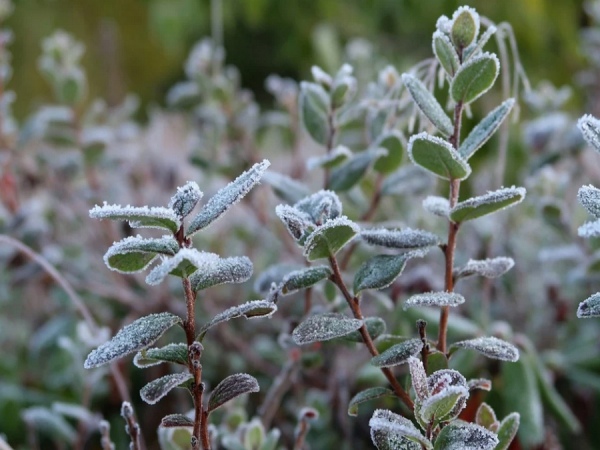 В Курской области 29 ноября ожидается до 4 градусов мороза