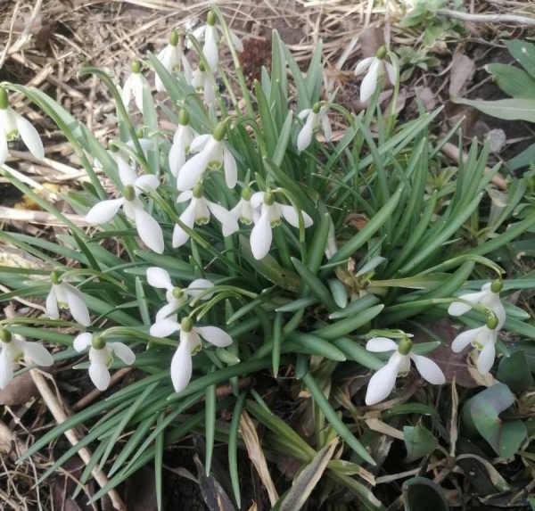 Какая погода на выходных 14-15 марта ожидается в Курской области