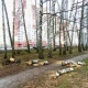Мэрия Курска прокомментировала снос берез вдоль улицы Клевцова