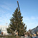 В Курске установили главную елку