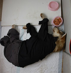 Чтобы выздоравливающий Тризор не вылизывал свои раны, пришлось подобрать ему такой костюм Чтобы выздоравливающий Тризор не вылизывал свои раны, пришлось подобрать ему такой костюм