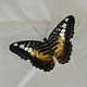 В Курск вновь «прилетели» тропические бабочки