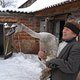Курянин спас лебедя