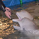 В Курск приплыли полярные дельфины