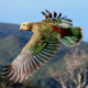 Родео и хищные попугаи кеа: прощание с Новой Зеландией