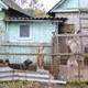 В Железногорске пенсионеры приютили более 120 бездомных животных