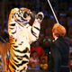 В курский цирк приехали «Суматранские тигры»
