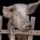 Десять курских деревень остались без свиней
