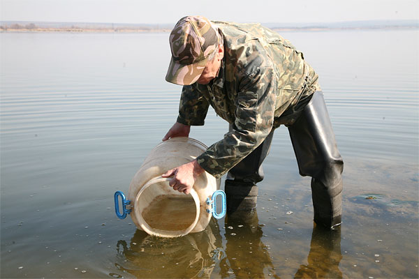 В Курчатовское водохранилище выпустили 3 миллиона мальков В Курчатовское водохранилище выпустили 3 миллиона мальков