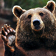 Сколько стоит медведь в Курской области?