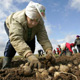 Курская область в лидерах по урожаю картофеля