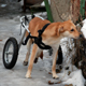 Куряне собрали средства на инвалидную коляску для пса