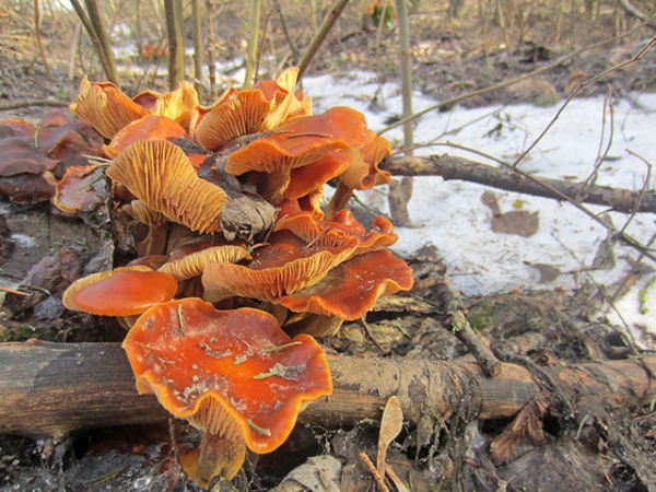 Зимние опята – единственные грибы, не боящиеся морозов