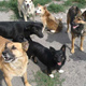 Жителям Курска угрожают стаи бродячих псов