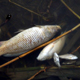 В курских водоемах возможен замор рыбы