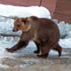 Цирковые медведи в Курске закаляются на морозе (ВИДЕО, ФОТО)