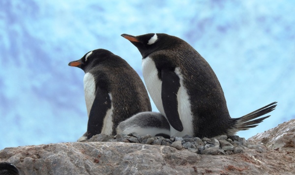   (Gentoo penguin)  .       