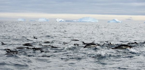 Пингвины в открытом океане