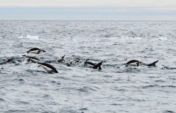 Пингвины в открытом океане подобны серебрянным стрелам