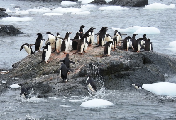 Вылет пингвинов на берег