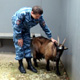 Курская область. Козу с козленком доставили в полицейский изолятор