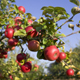 Площадь яблоневых садов планируют увеличить в 6 раз