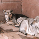 В Курске на отлов бродячих собак выделено 8,3 миллиона рублей