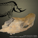 В Курской области нашли череп шерстистого носорога