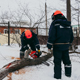 В Курске снесут 2000 аварийных деревьев