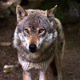 В Суджанском районе впервые за 10 лет обнаружили волков