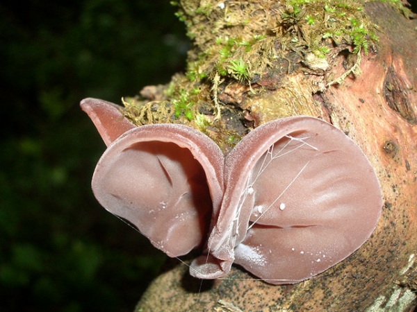 Уши Иуды японцы называют «древесной медузой»