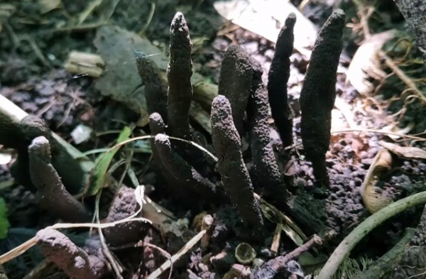 Пальцы мертвеца способны изрядно напугать