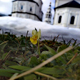 В Рыльском монастыре в феврале на клумбе распустились цветы