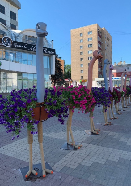 11 страусов прошлым летом «украшали» главную улицу города 11 страусов прошлым летом «украшали» главную улицу города