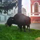 Из курского цирка сбежал бизон