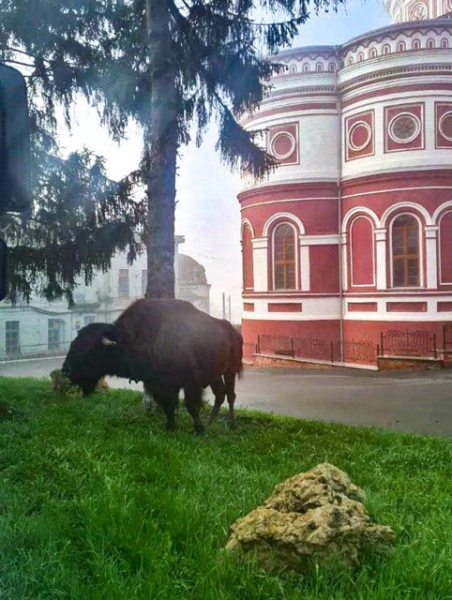 Барни снес часть забора и отправился на прогулку по городу Барни снес часть забора и отправился на прогулку по городу