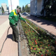 До конца мая в Курске высадят 233 тысячи цветов