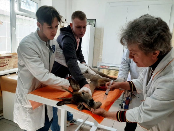Студенты СХА сделали косуле успокоительный укол, напоили, обработали раны Студенты СХА сделали косуле успокоительный укол, напоили, обработали раны