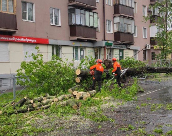 Массивный тополь рухнул на улице Димитрова
