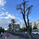 В Курске на улице Ленина погибло 89 лип