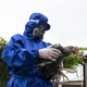 В Конышевском районе ввели карантин из-за вспышки птичьего гриппа