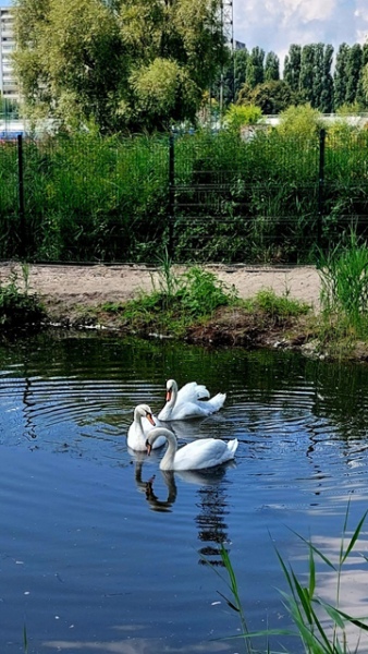 Для лебедей в Парке птиц построили озеро
