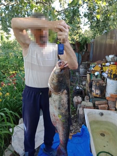 Гигантскую рыбу поймали на пруду в Золотухинском районе