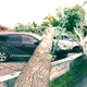Курянину заплатят 70 тысяч рублей за ремонт машины, разбитой упавшим деревом