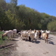 Решив отправиться на СВО, курский фермер ищет помощника для ухода за козами