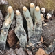 Грибы Бабы-яги и «пальцы мертвеца» – страшные находки курских грибников